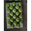 Fresh Green Qinguan Apple